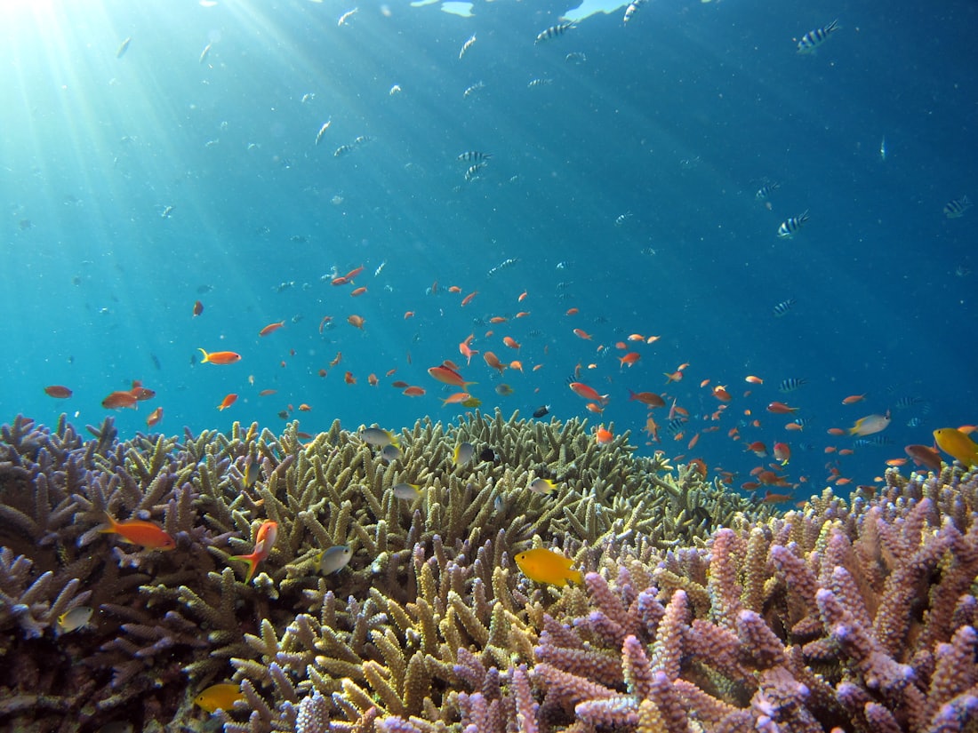 Sunlight falling through water onto a coral city